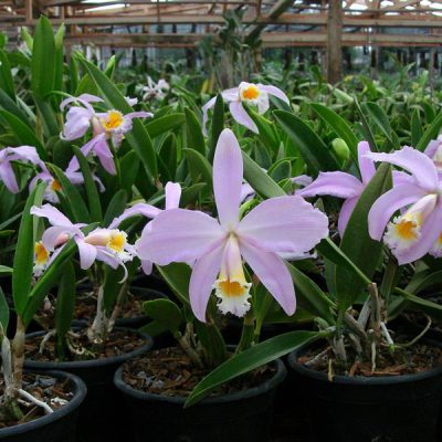 LAELIA jongheana
