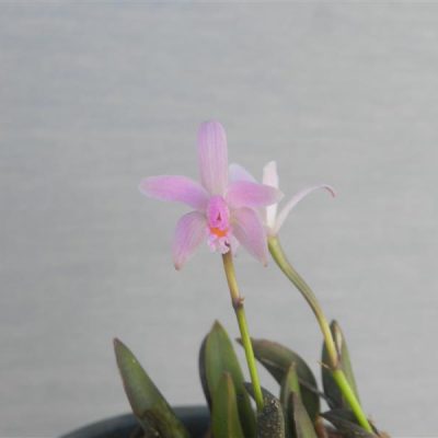 LAELIA liliputana