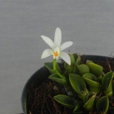 LAELIA liliputana var. alba
