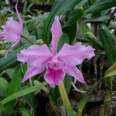 LAELIA lobata