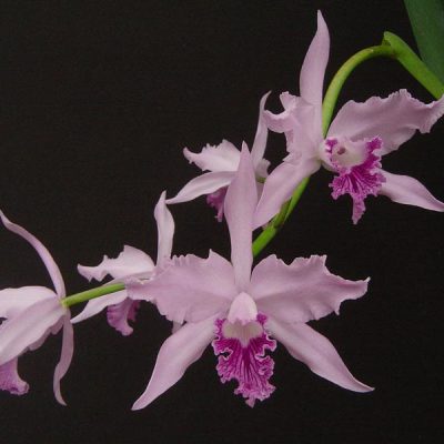 LAELIA lobata var caerulea
