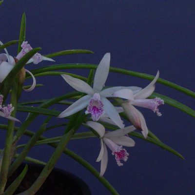 LAELIA lundii