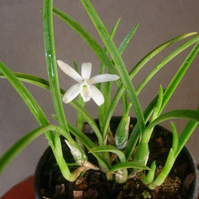 LAELIA lundii var alba
