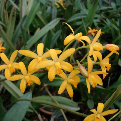 LAELIA macrobulbosa