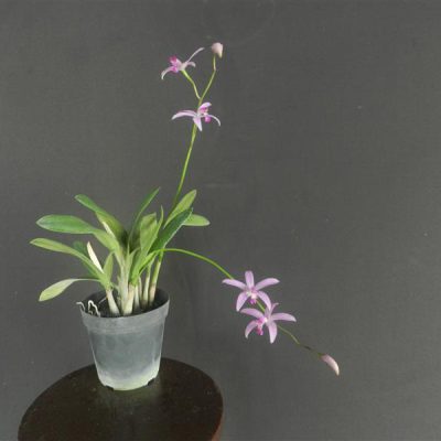 LAELIA mantiqueirae