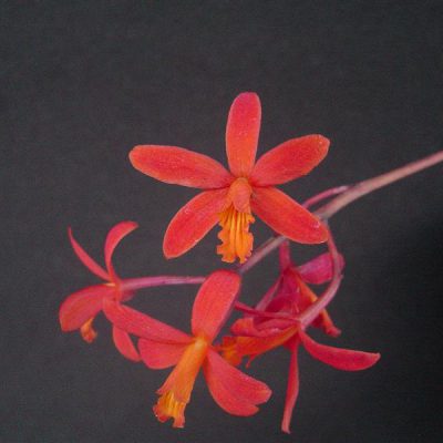 LAELIA milleri