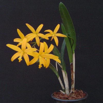 LAELIA mixta
