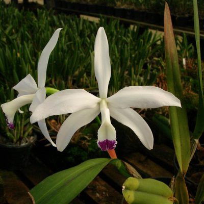 LAELIA perrini semi alba