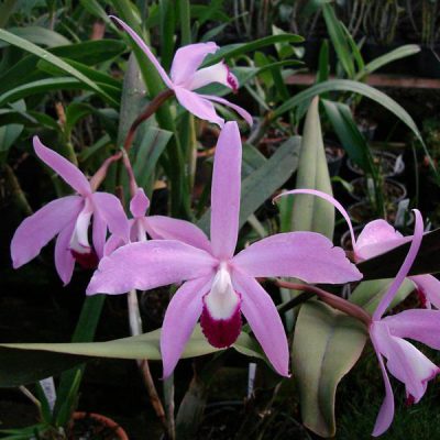 LAELIA perrinii