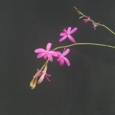 LAELIA pfisteri