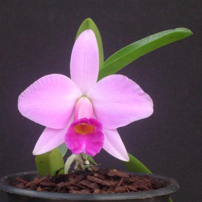 LAELIA praestans