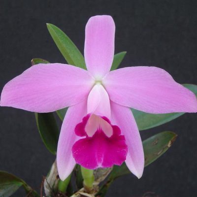 LAELIA pumila