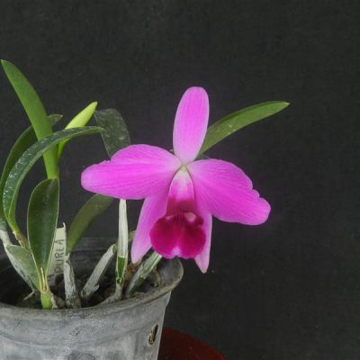 LAELIA pumila purpurea