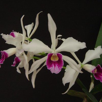 LAELIA purpurata