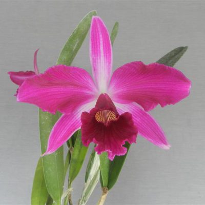 LAELIA purpurata var. rubra
