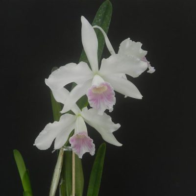 LAELIA purpurata var Russelliana