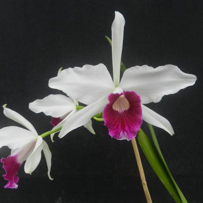 LAELIA purpurata var semi-alba