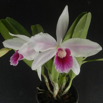 LAELIA purpurata var. striata