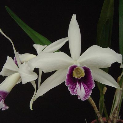 LAELIA purpurata var caerulea