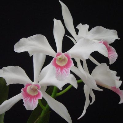 LAELIA purpurata var carnea