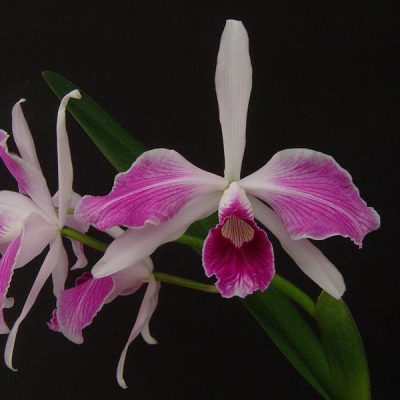 LAELIA purpurata var flammea