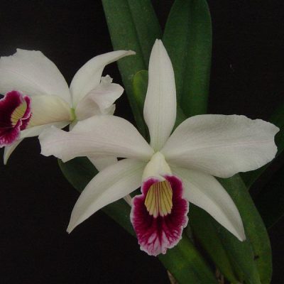 LAELIA purpurata var seideliana (vinicolor)