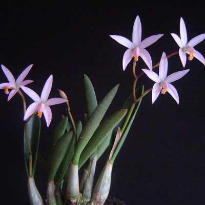 LAELIA reginae
