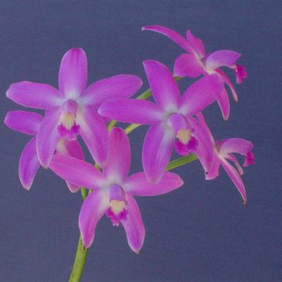LAELIA rupestris