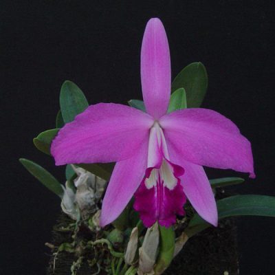 LAELIA sincorana
