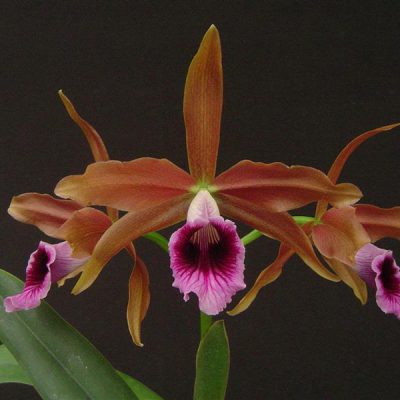 LAELIA tenebrosa
