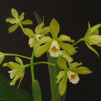LAELIA xanthina