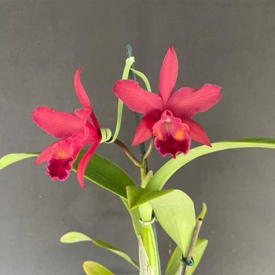 LAELIOCATTLEYA Carolyn Reid "Glowing Embers"