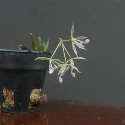 MACROCLINIUM wullschlaegeliana