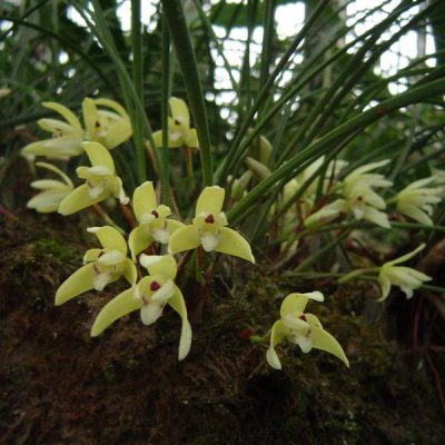 MAXILLARIA kautskyi
