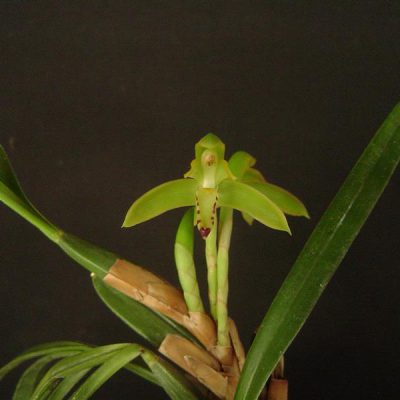 MAXILLARIA scorpioidea