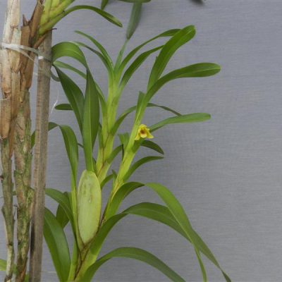 MAXILLARIA johannis