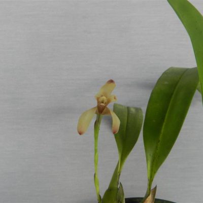 MAXILLARIA leucaimata
