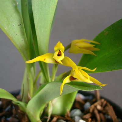 MAXILLARIA lindleyana