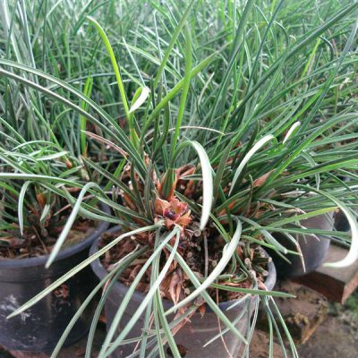 MAXILLARIA madida