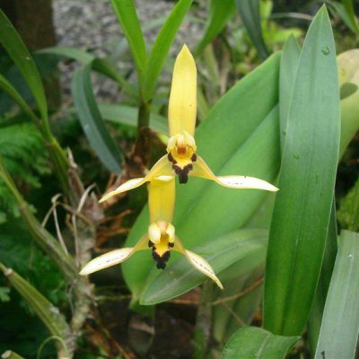 MAXILLARIA marginata
