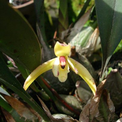 MAXILLARIA monocantha