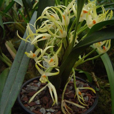 MAXILLARIA ochroleuca