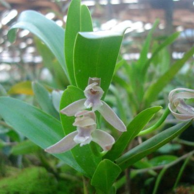 MAXILLARIA pendens