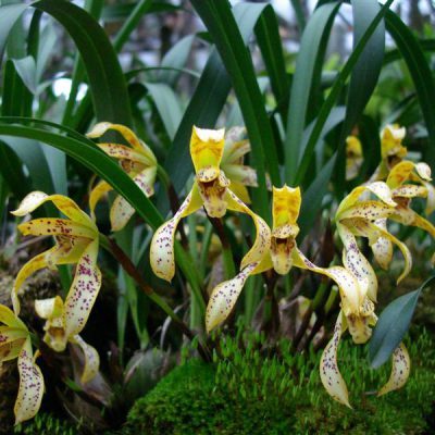 MAXILLARIA picta