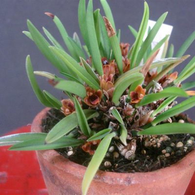 MAXILLARIA plebeja