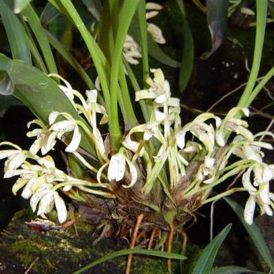 MAXILLARIA porphyroglossa