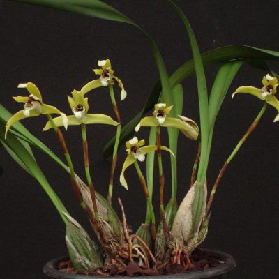 MAXILLARIA porphyrostele