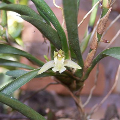 MAXILLARIA rigida