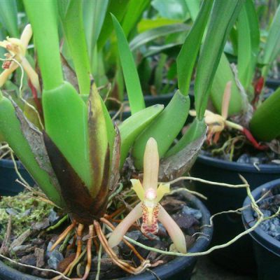 MAXILLARIA rufescens