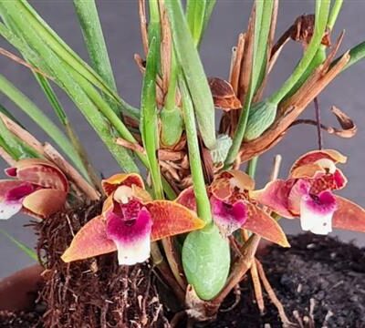 MAXILLARIA sanguinea